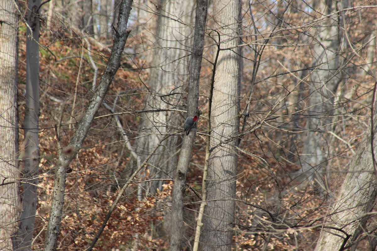 Red-bellied Woodpecker - Stephanie Kelley