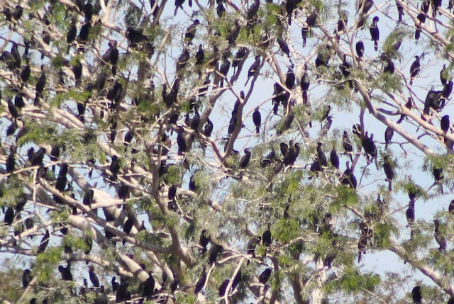 Behavior - Neotropic Cormorant - Nannopterum brasilianum - Birds