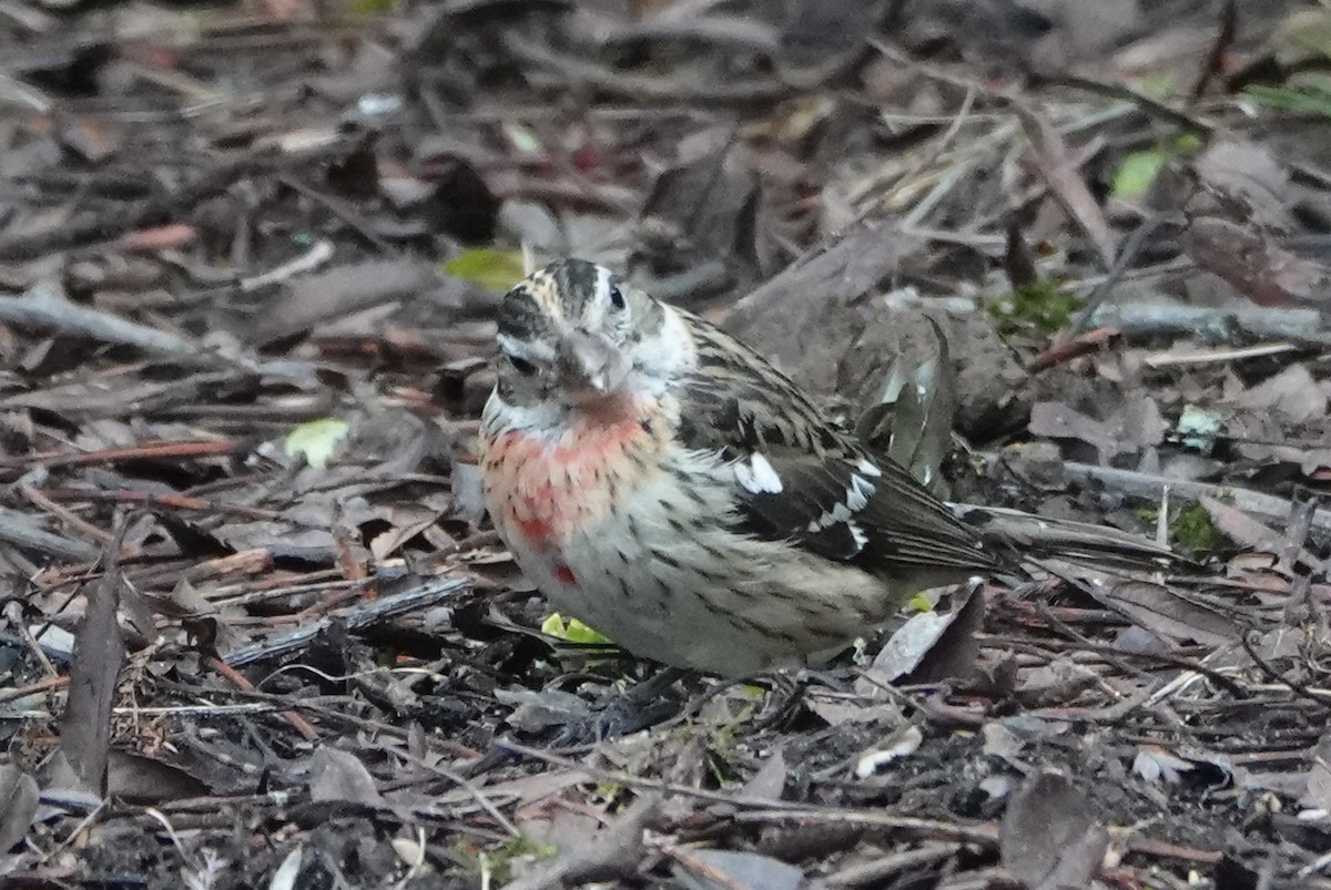 Rose-breasted Grosbeak - ML80547351