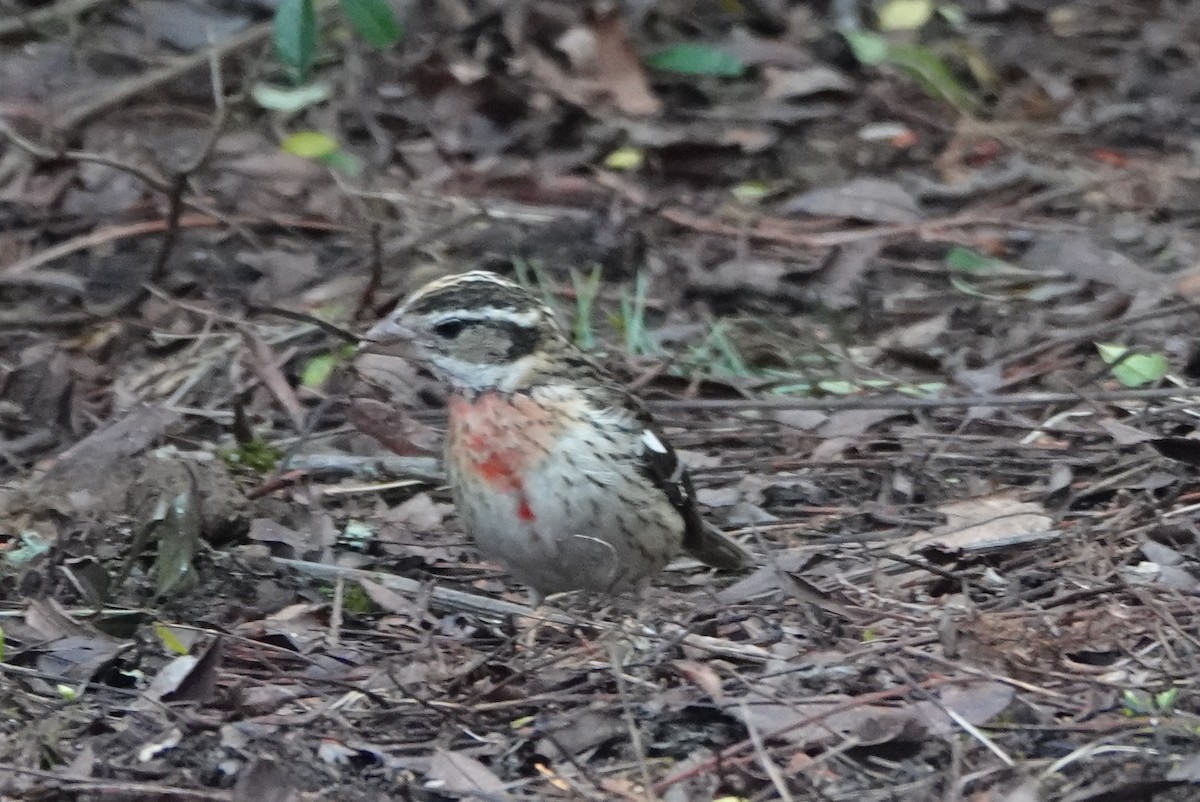 Rose-breasted Grosbeak - ML80547361