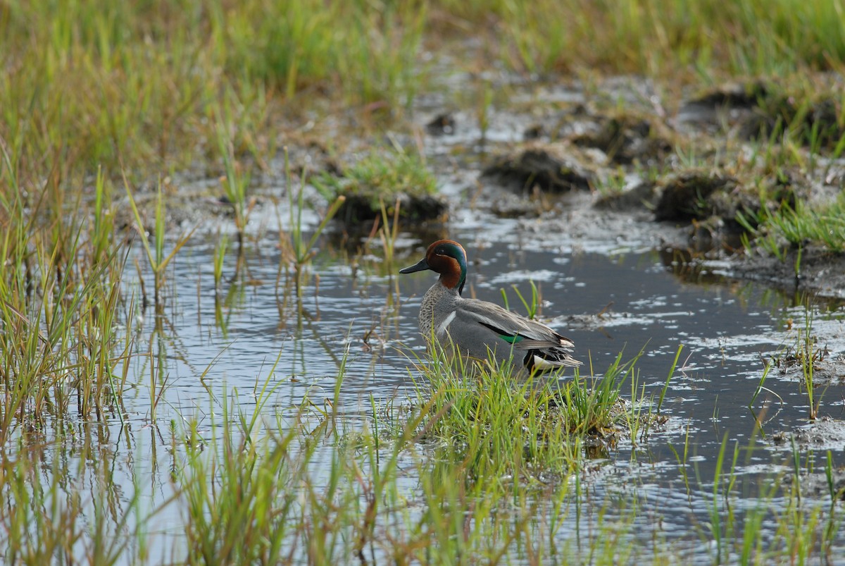 Green-winged Teal (American) - ML80547401