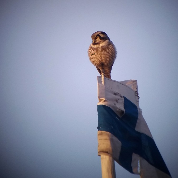 Northern Hawk Owl - ML80547641