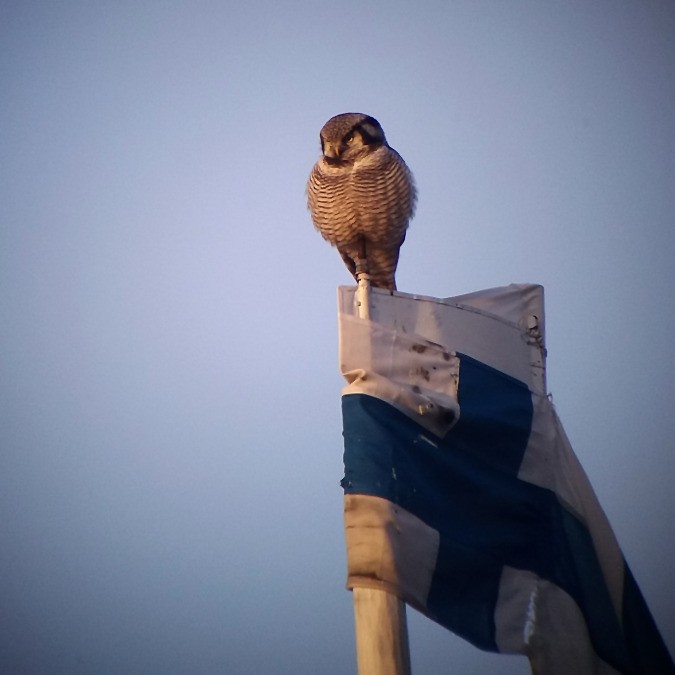 Northern Hawk Owl - ML80547651