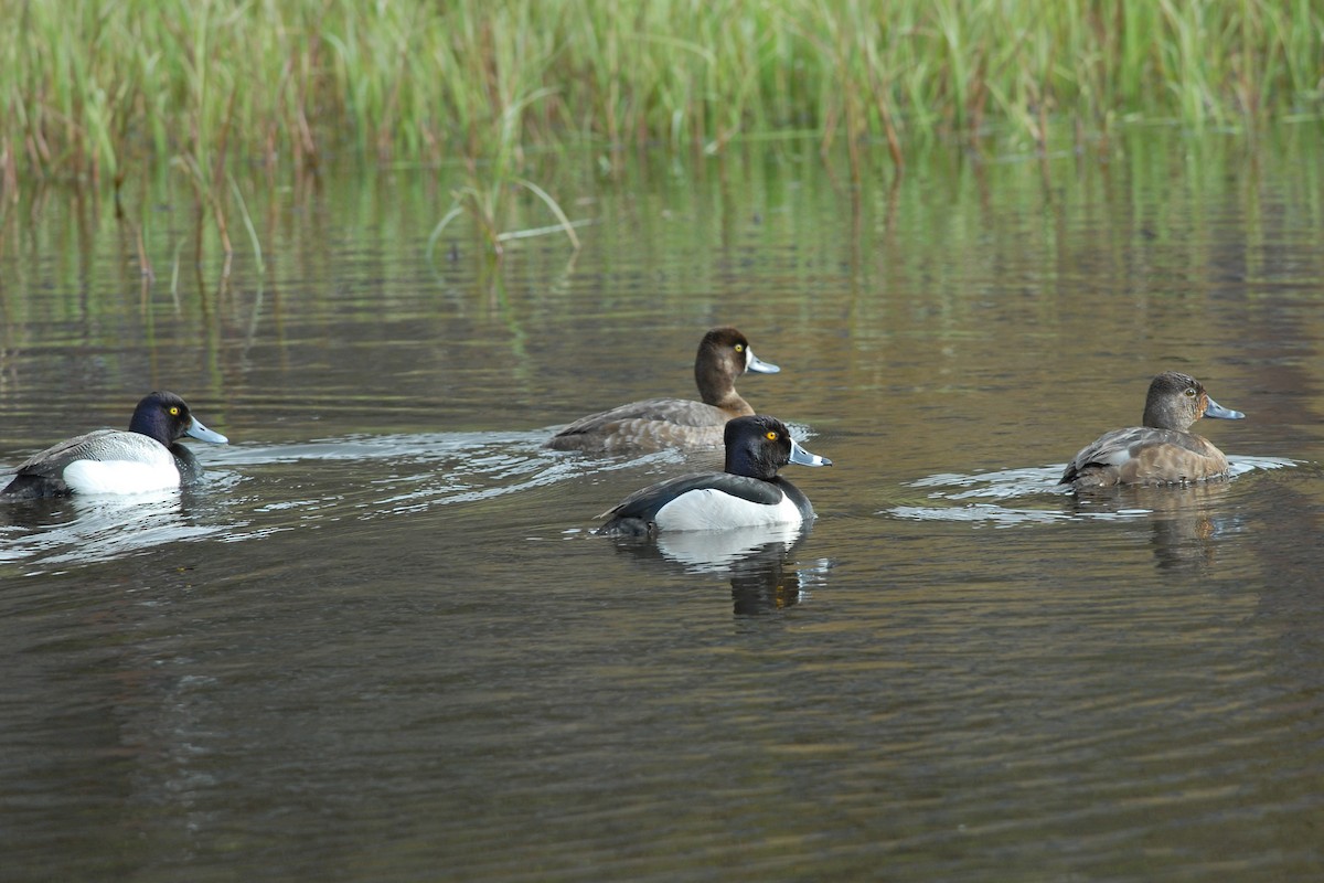 Lesser Scaup - ML80547671