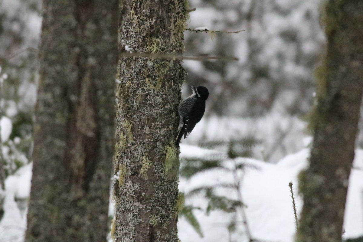 Black-backed Woodpecker - ML80550421