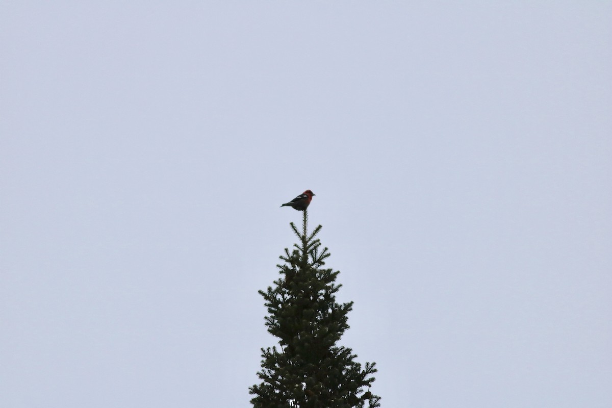 White-winged Crossbill - ML80550861