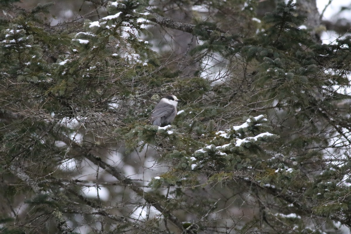 Canada Jay - ML80550941