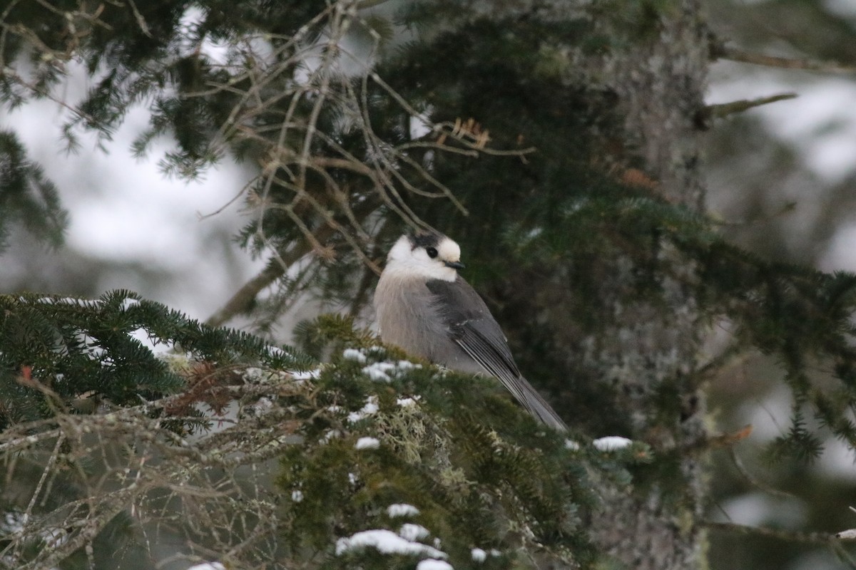 Canada Jay - ML80551011