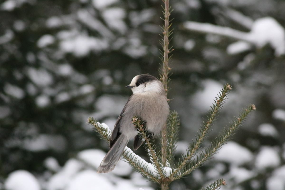 Canada Jay - ML80551051
