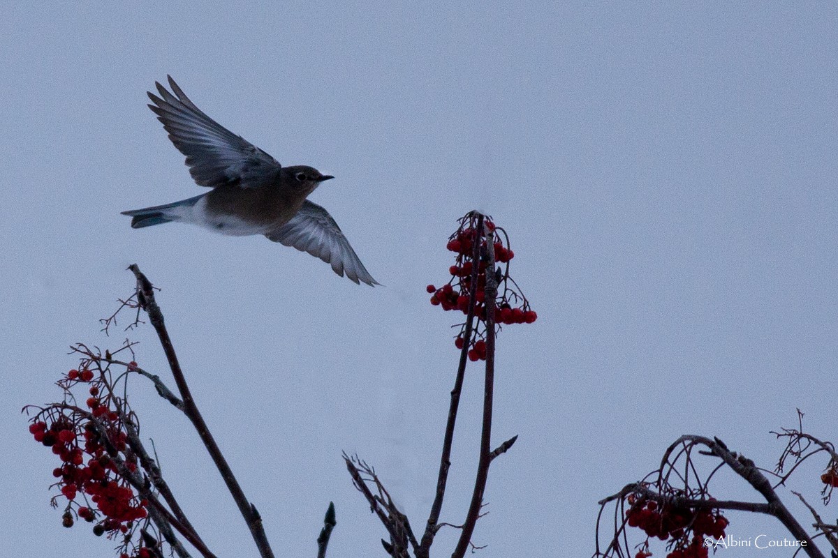 Mountain Bluebird - Albini Couture