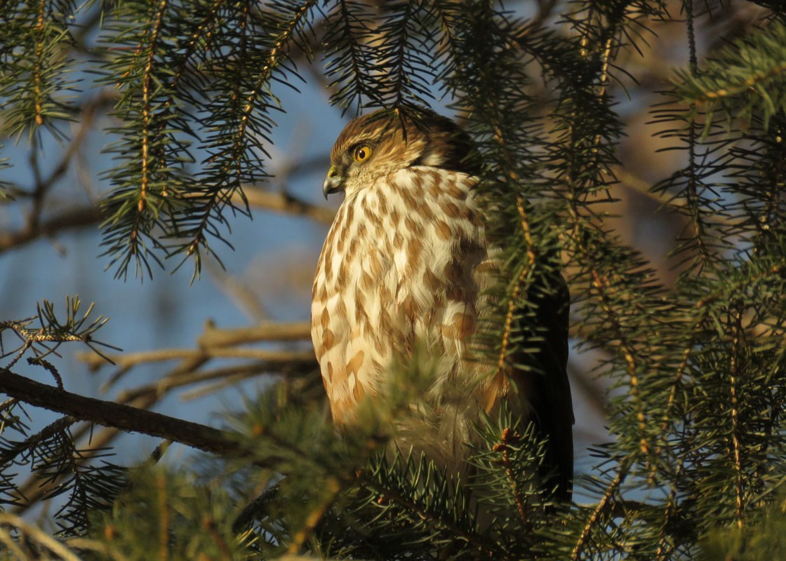 Sharp-shinned Hawk - Thomas Schultz