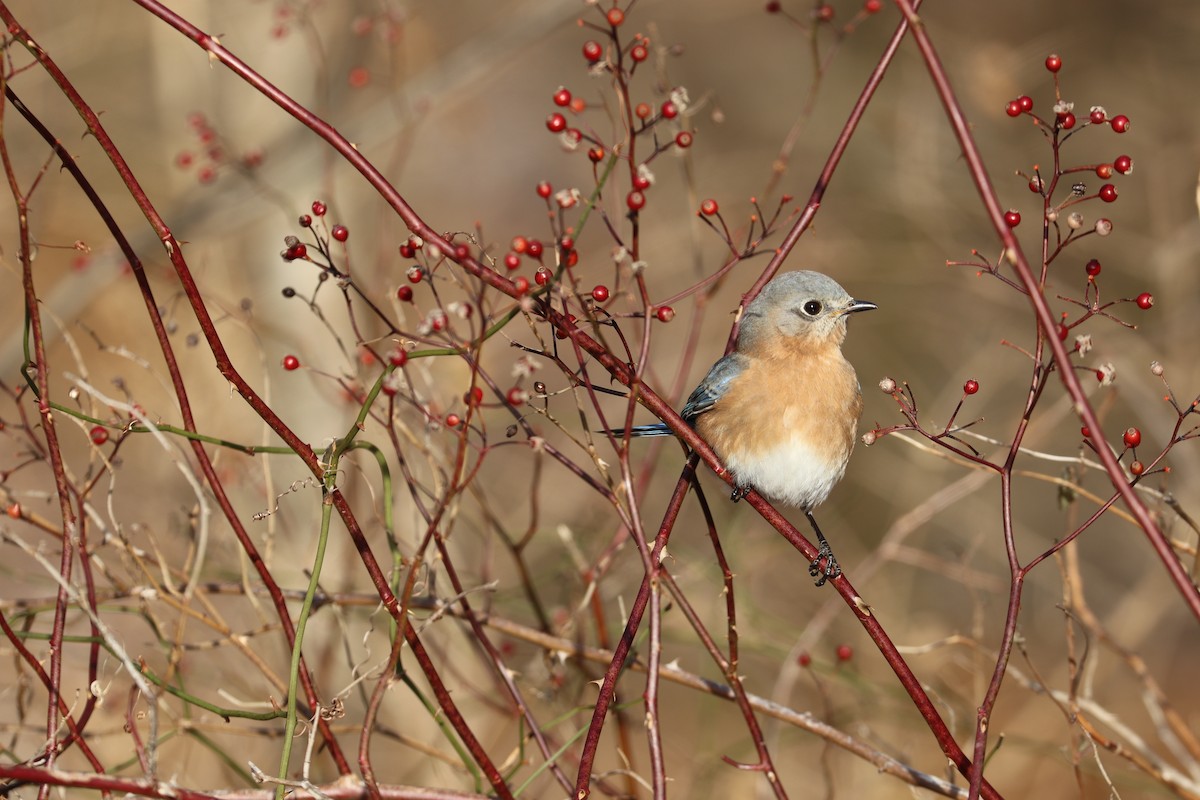 Eastern Bluebird - ML80554631