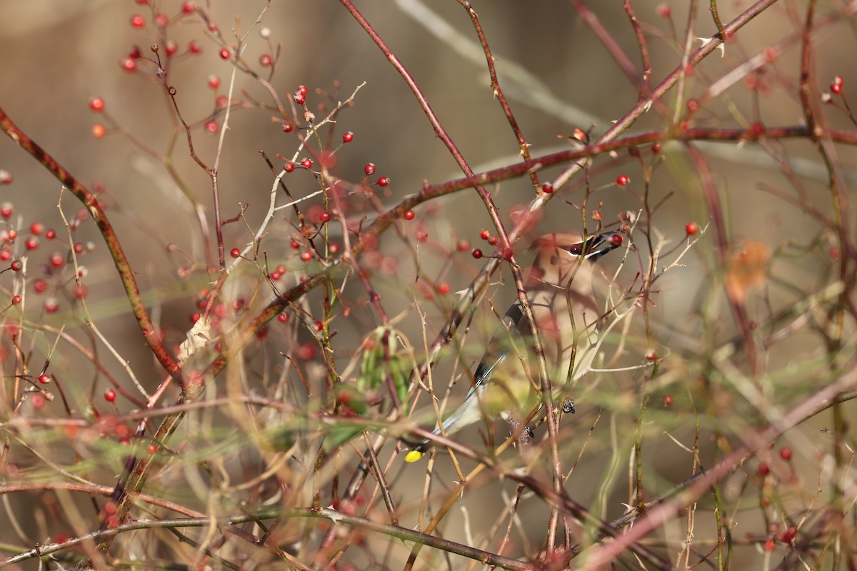 Cedar Waxwing - ML80554861