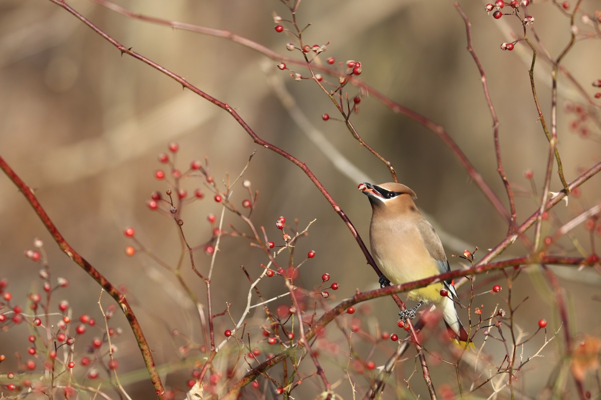 Cedar Waxwing - ML80555111