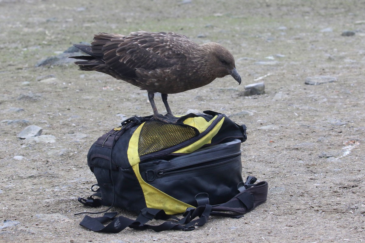 Brown Skua - ML80556661