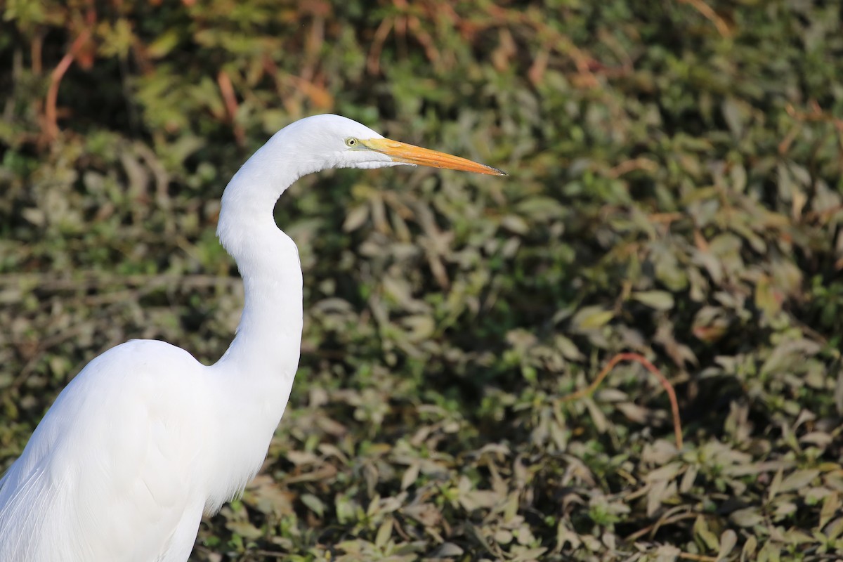 Great Egret - Tim Lenz