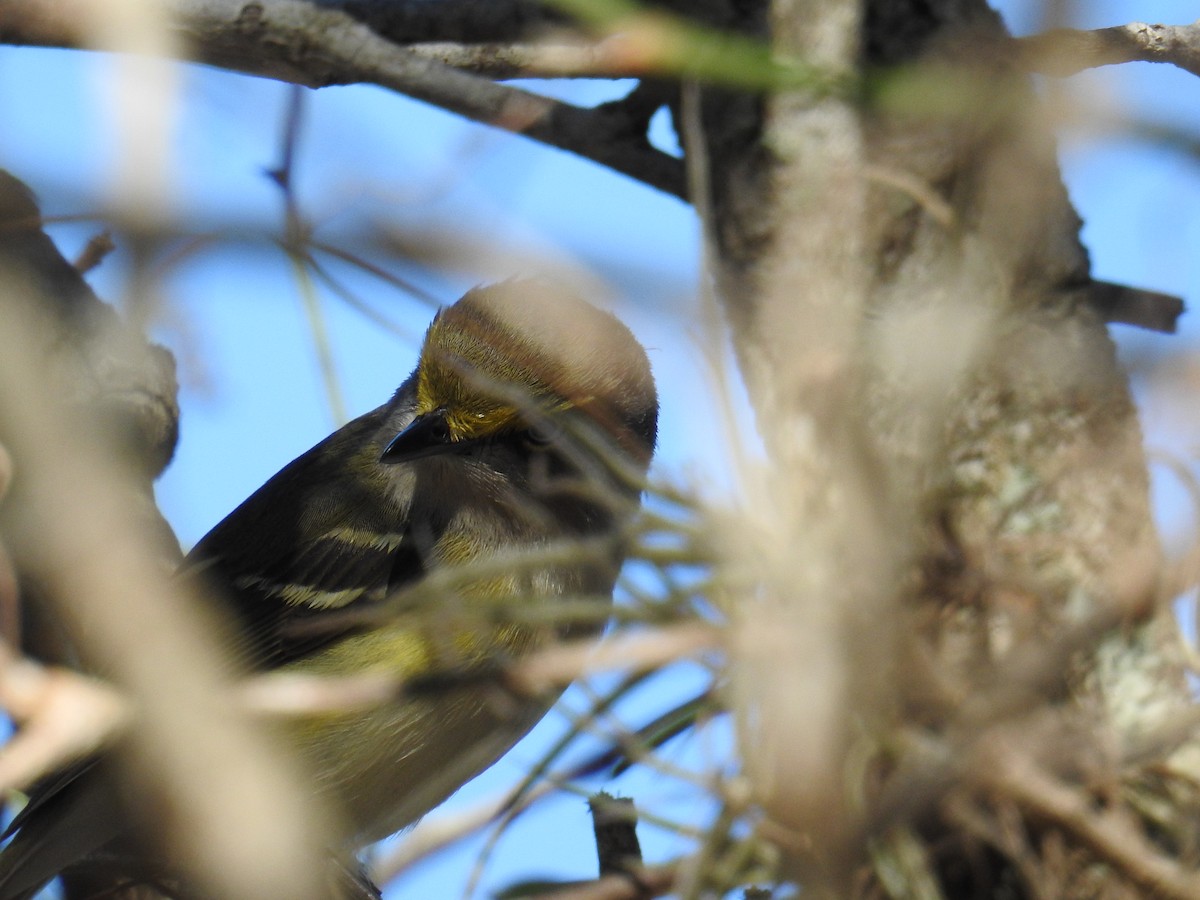 Ak Gözlü Vireo - ML80557071