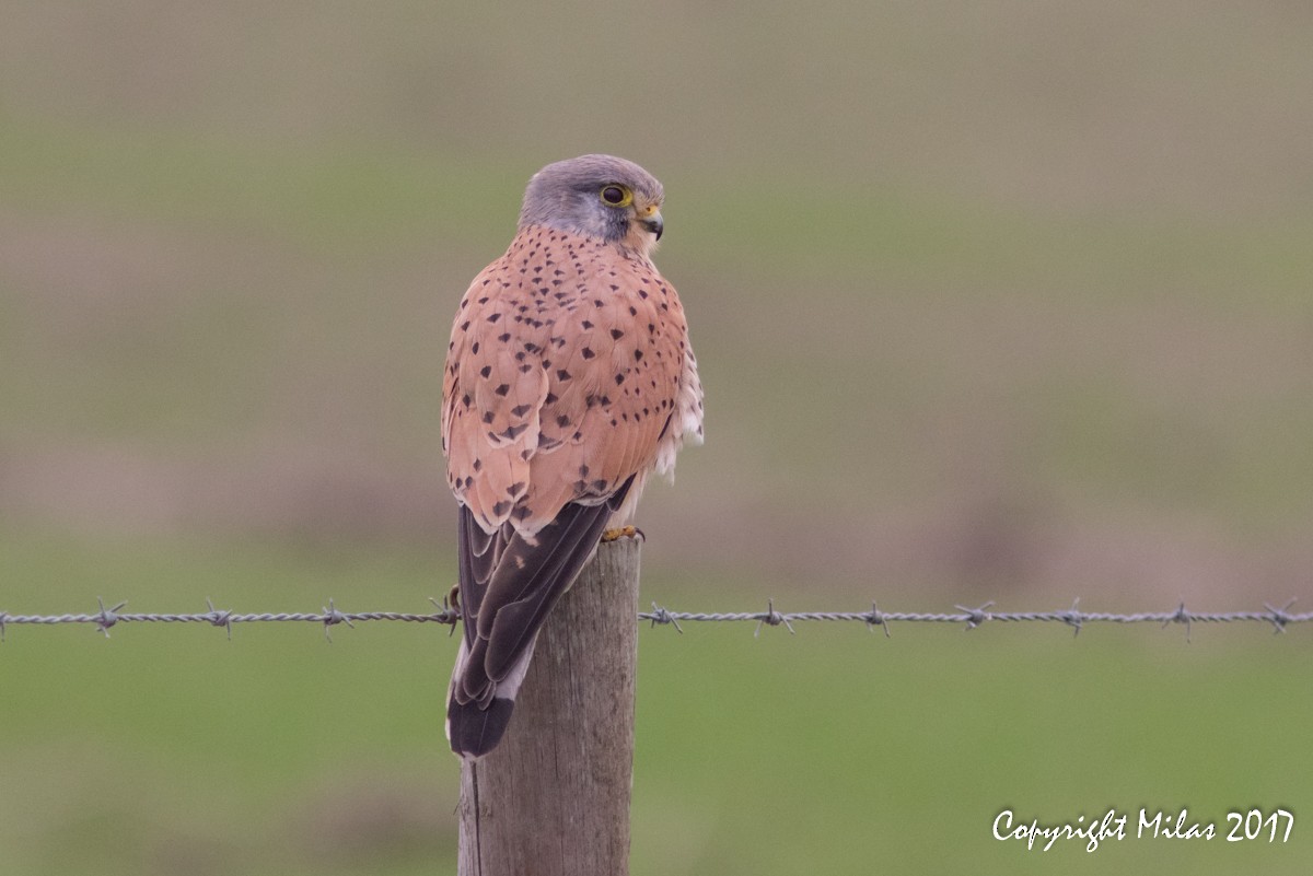 Eurasian Kestrel - Milas Santos