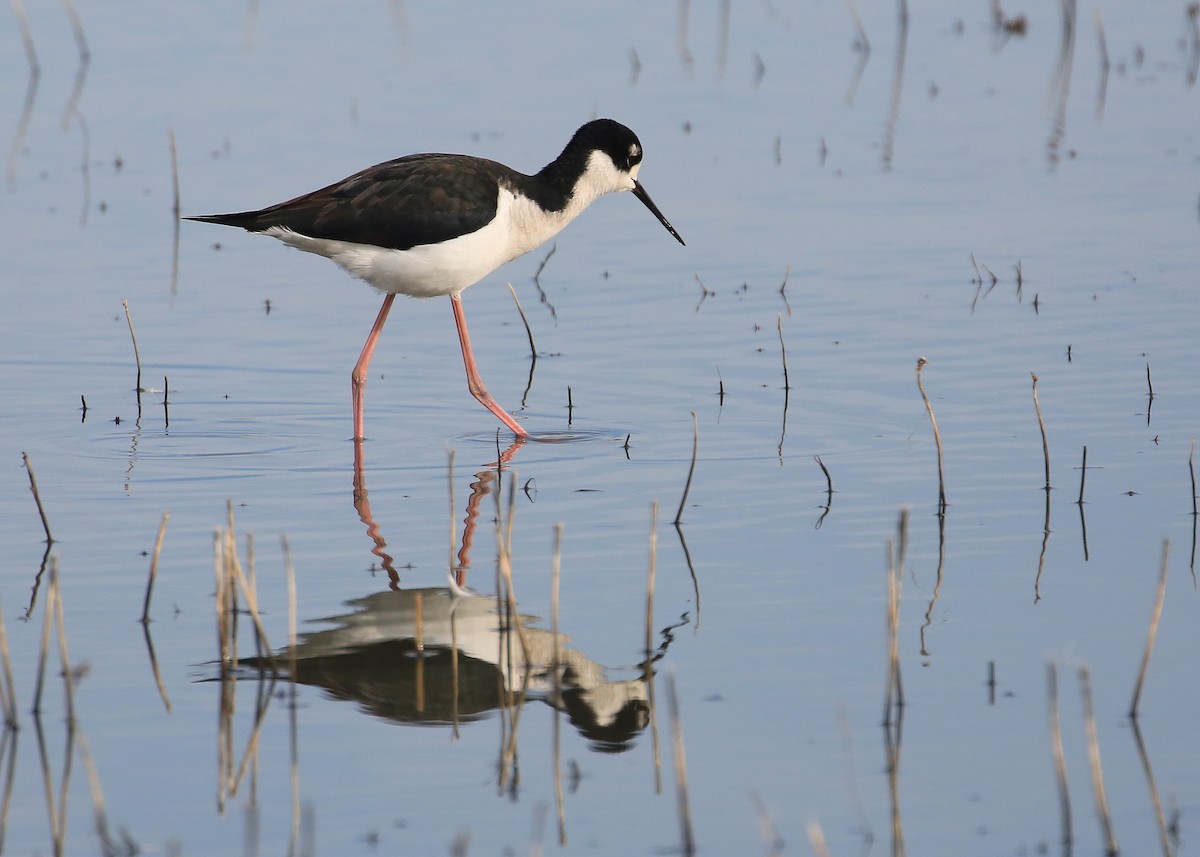 Black-necked Stilt - Tim Lenz