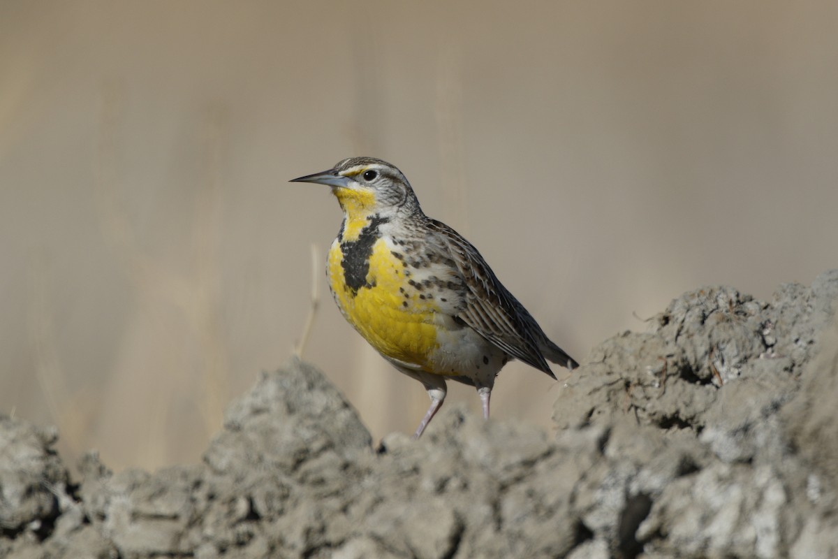 Western Meadowlark - ML80557801