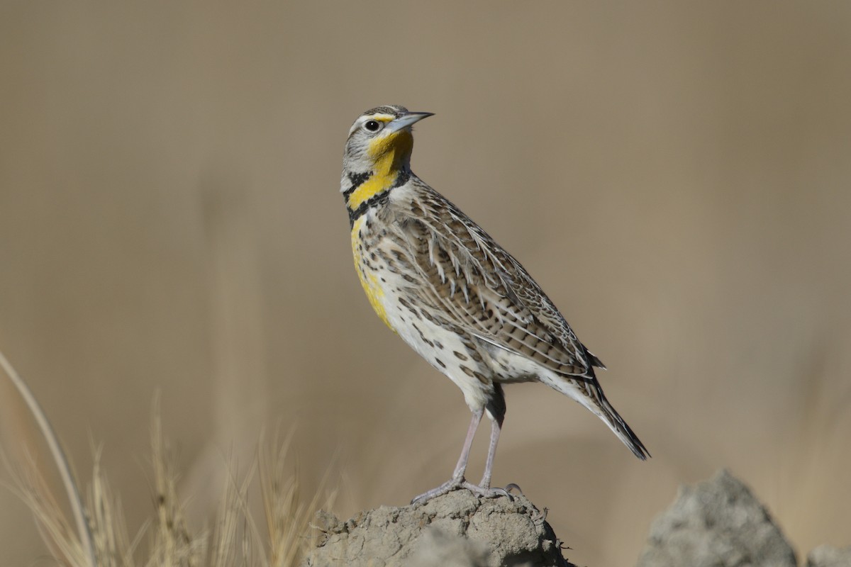 Western Meadowlark - ML80557811