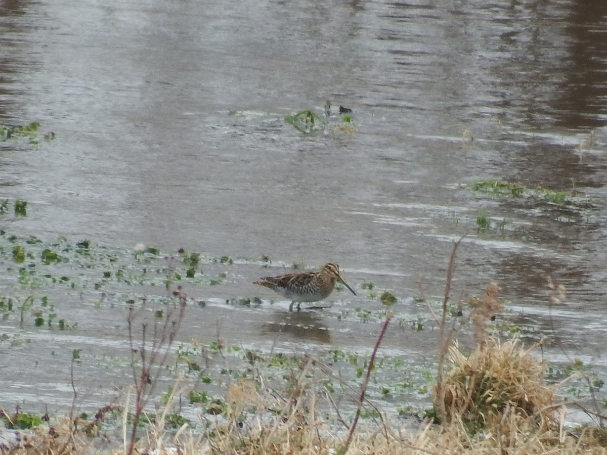 Wilson's Snipe - ML80558751