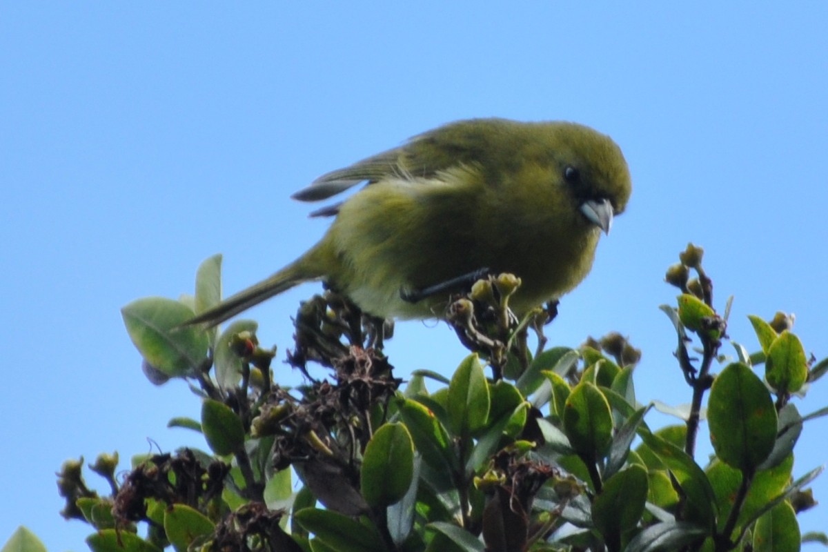 Kauai-Akepakleidervogel - ML80559121