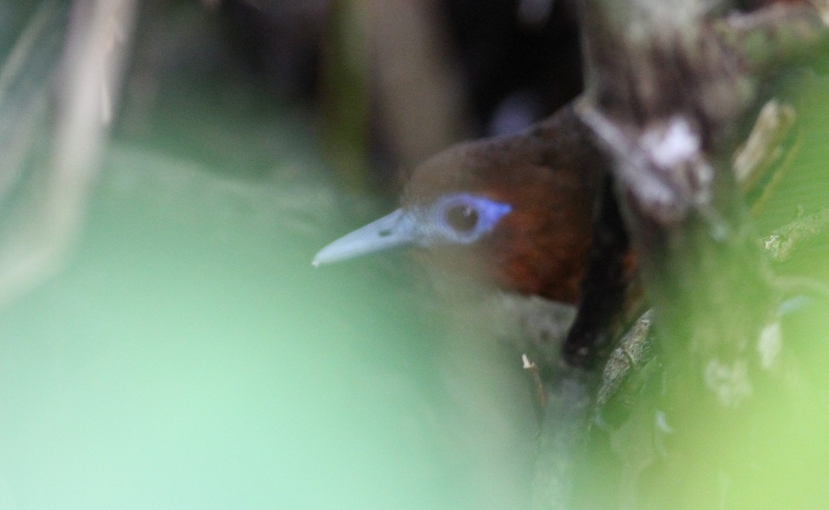 Bare-crowned Antbird - ML80559961