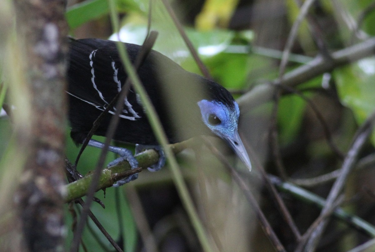 Bare-crowned Antbird - ML80559971