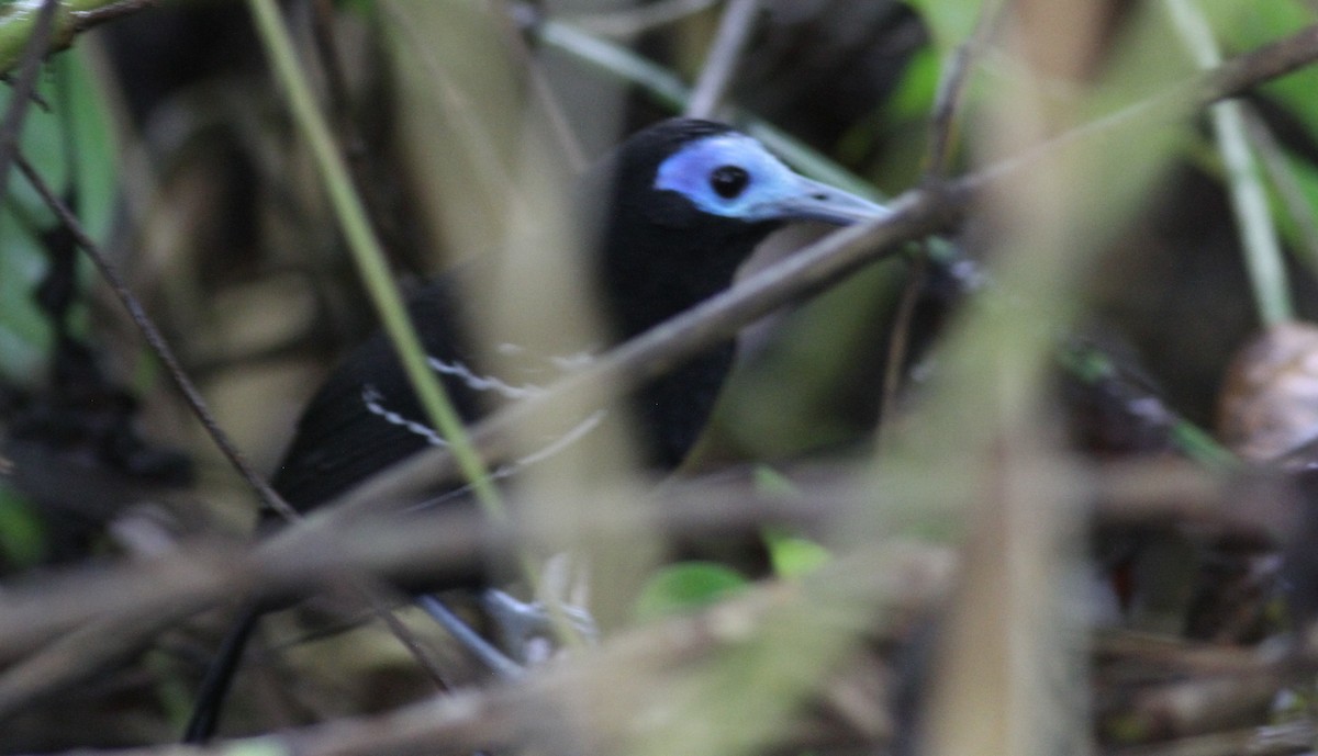 Bare-crowned Antbird - ML80559991