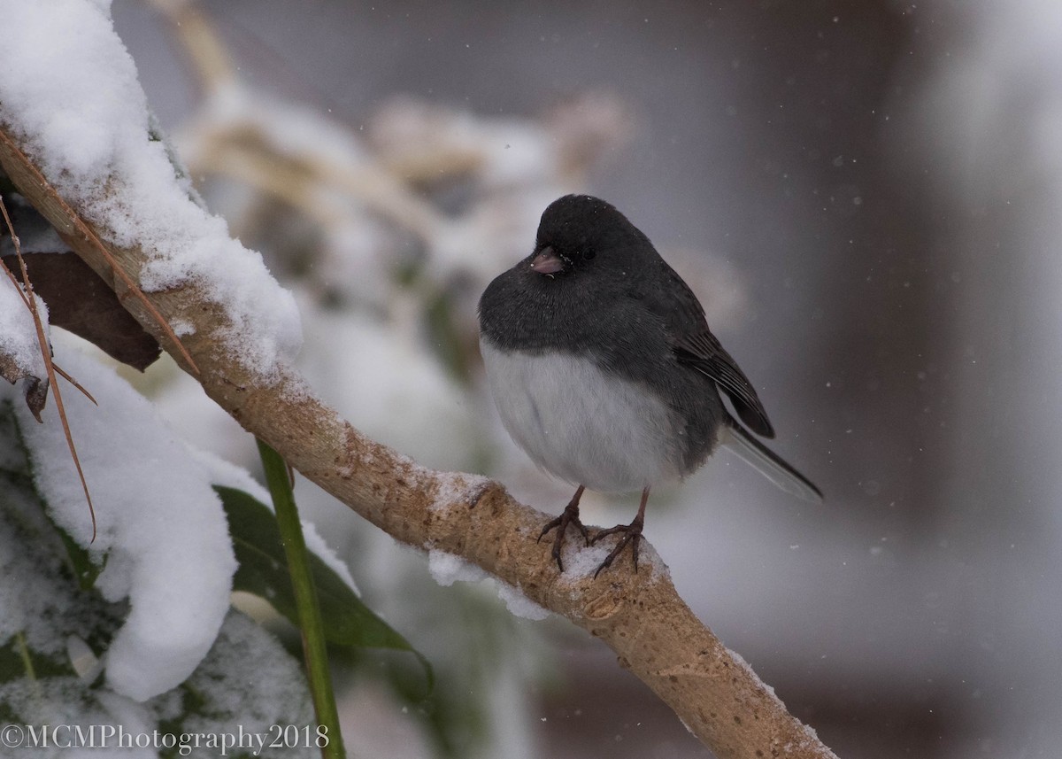 Dark-eyed Junco (Slate-colored) - ML80561191