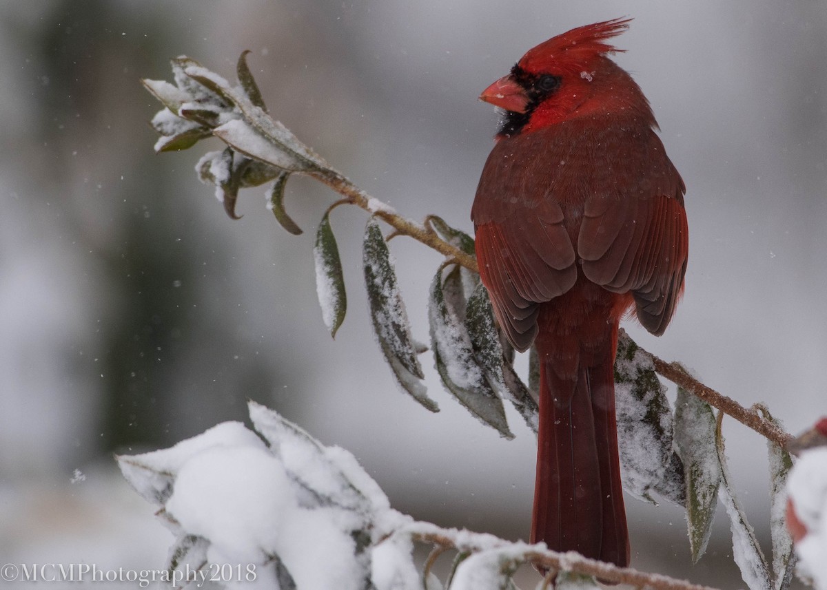 Cardinal rouge - ML80561601