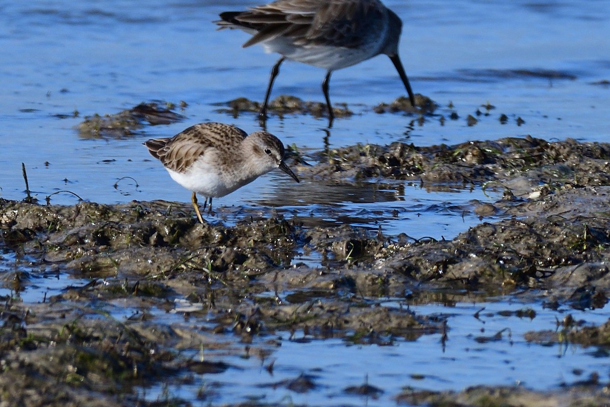 Least Sandpiper - ML80562771