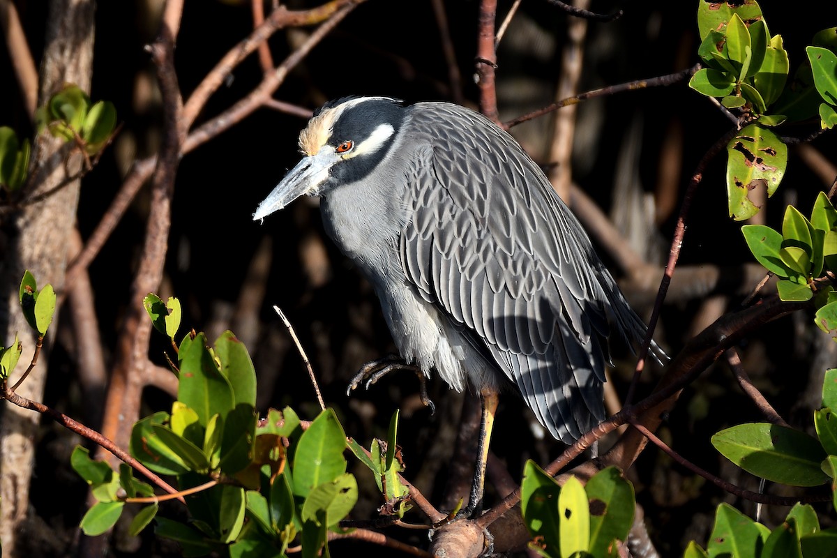 Yellow-crowned Night Heron - ML80563081