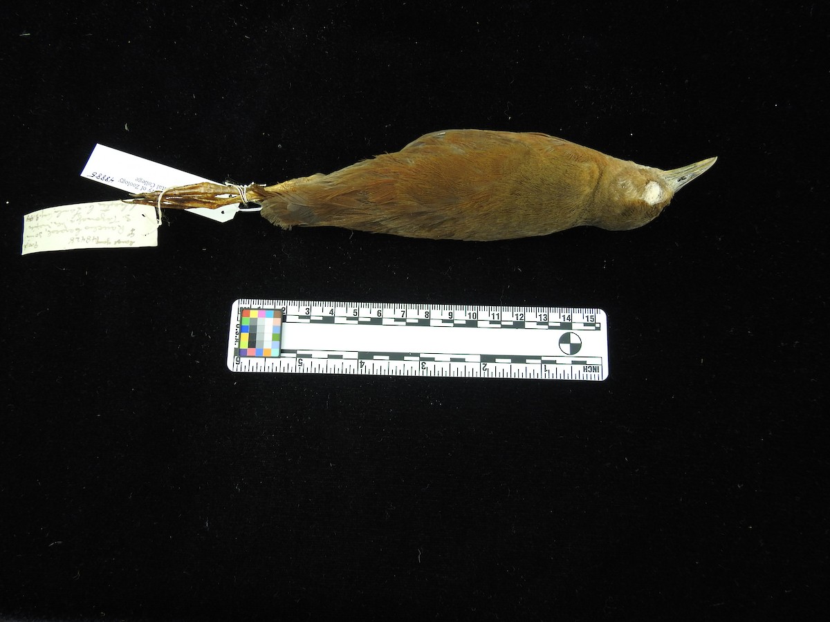 ML80564211 - Uniform Crake - Macaulay Library