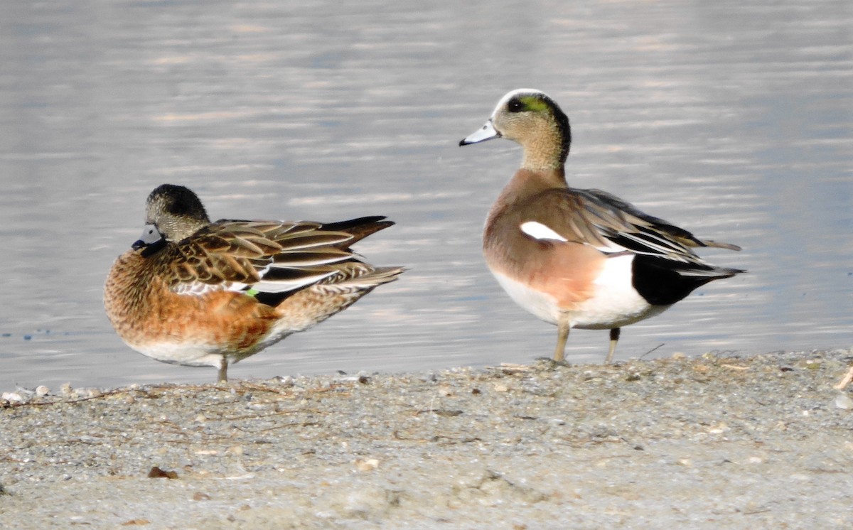 American Wigeon - Greg Cross