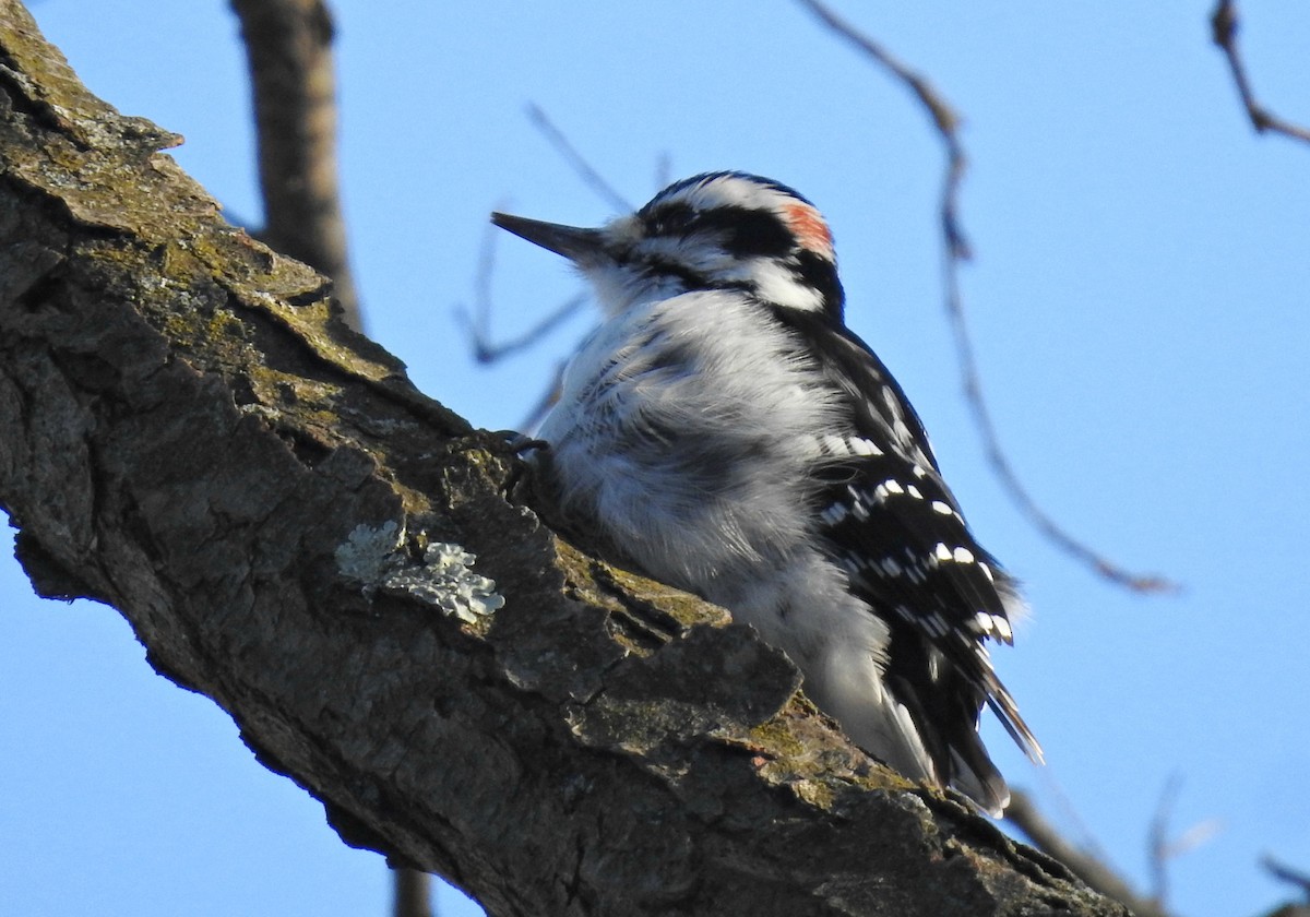 Hairy Woodpecker - ML80566191