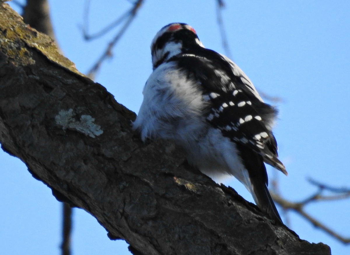 Hairy Woodpecker - ML80566201