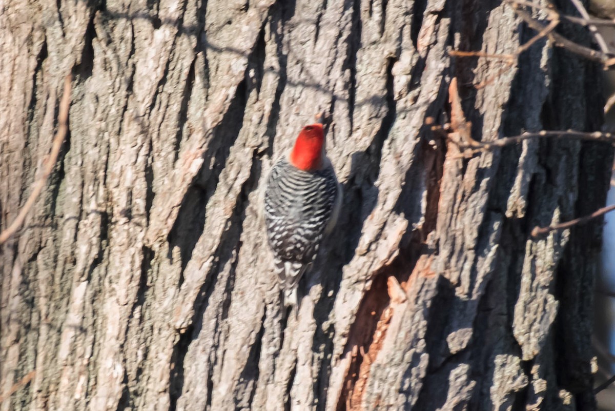 Red-bellied Woodpecker - William Batsford