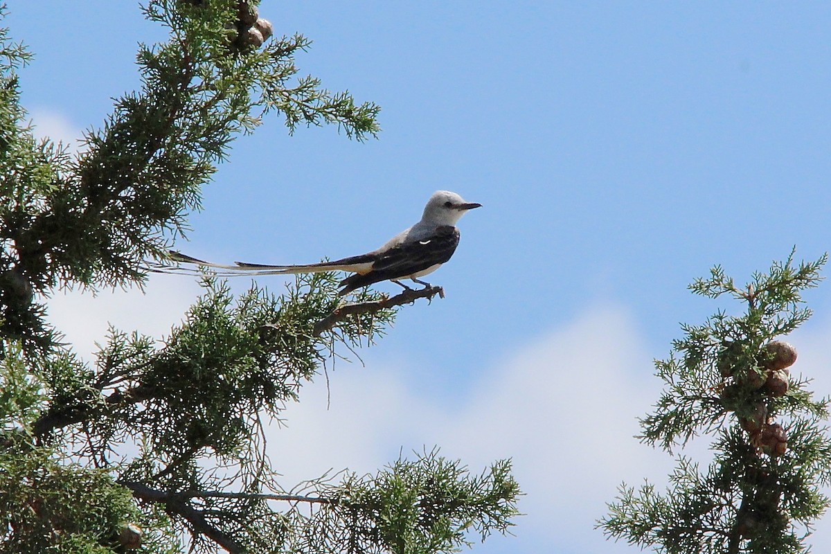 Scissor-tailed Flycatcher - ML80567261