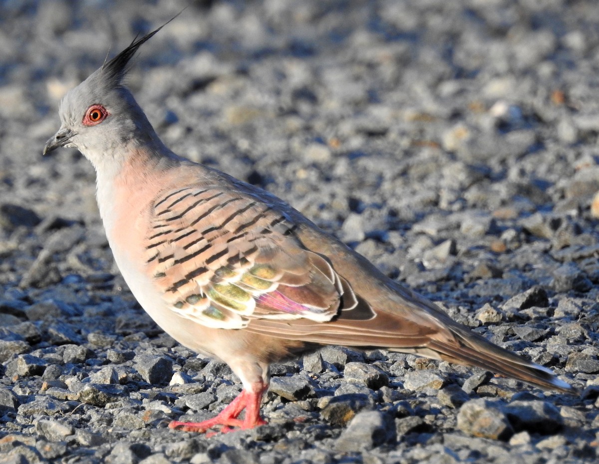 Crested Pigeon - Niel Bruce