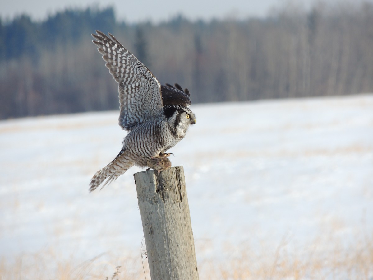 Northern Hawk Owl - Michael Butler