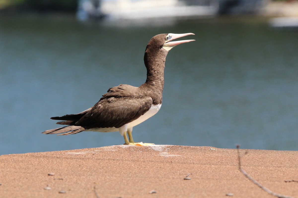 Brown Booby - Lily Morello