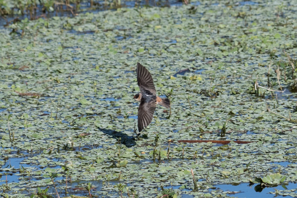 Cave Swallow - ML80569011