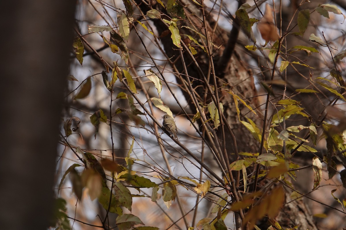 Hammond's Flycatcher - ML80569921