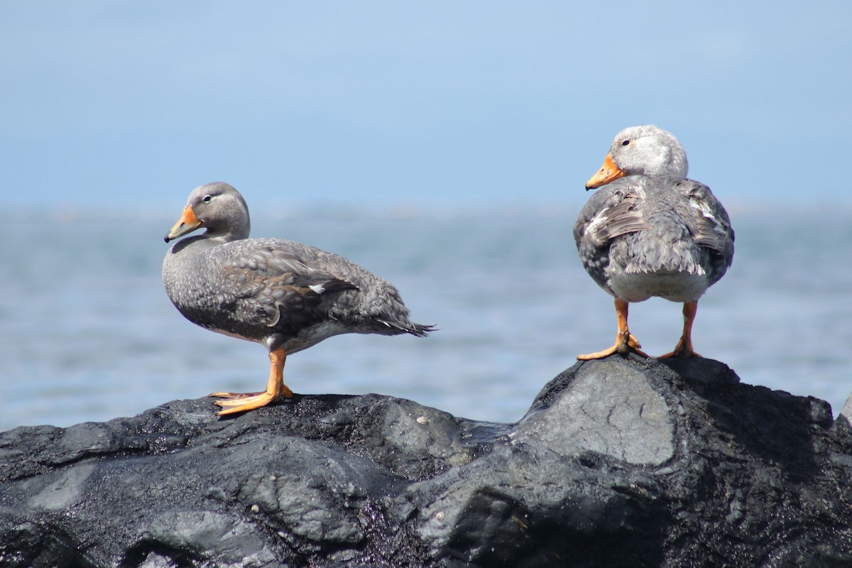 Flightless Steamer-Duck - ML80575121