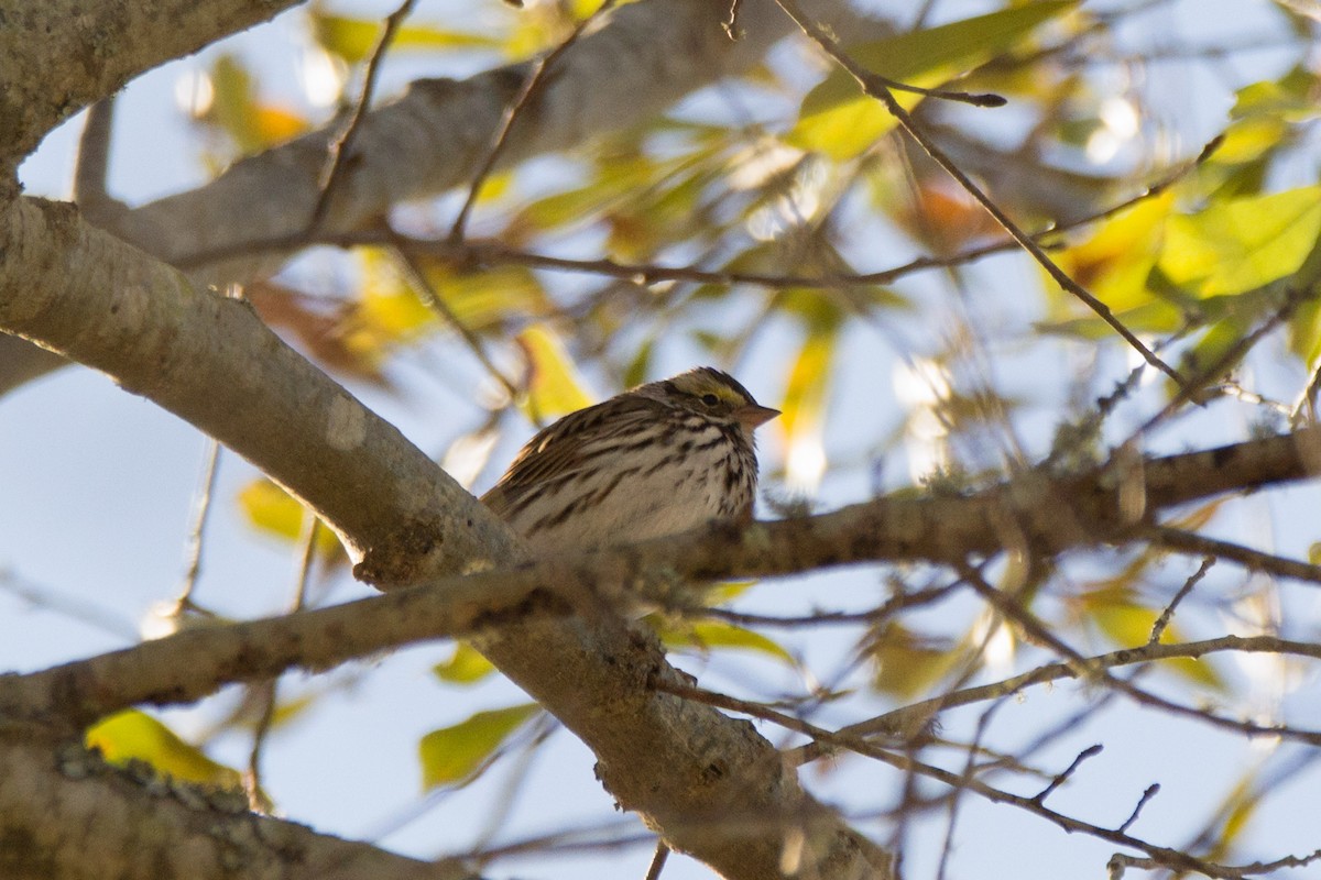 Savannah Sparrow - Lillie Gibb