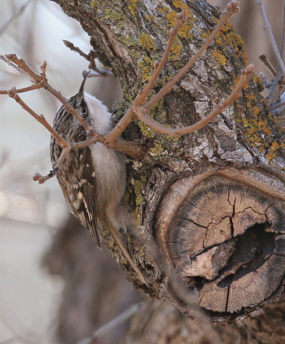Brown Creeper - ML80579331