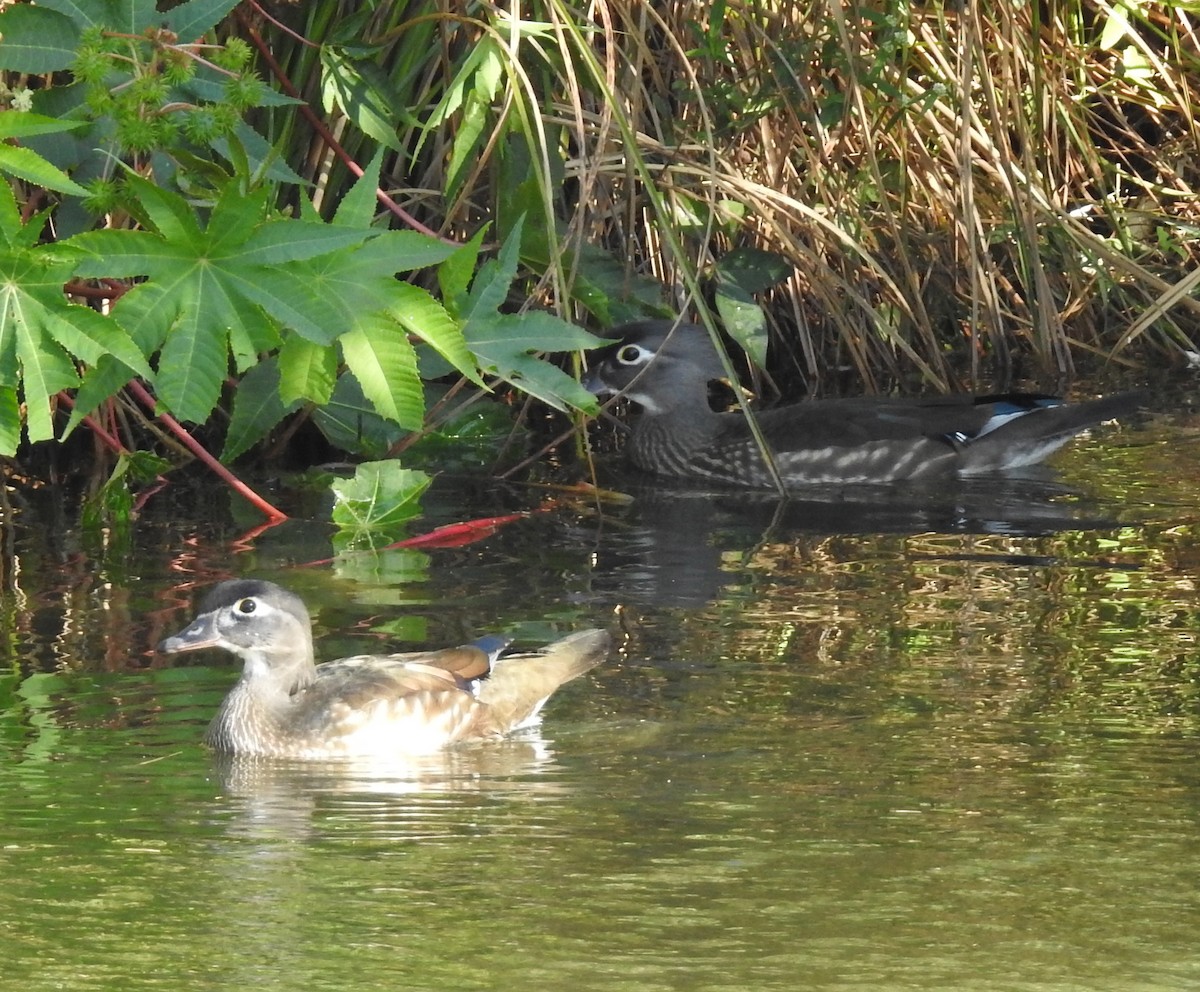 Canard branchu - ML80580501