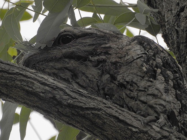 Tawny Frogmouth - ML80580611